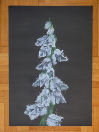 avarvirág - Goodyera repens (pasztell)